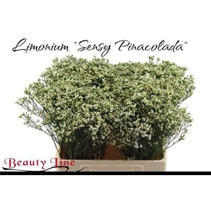 LIM SIN SEN P COLADA