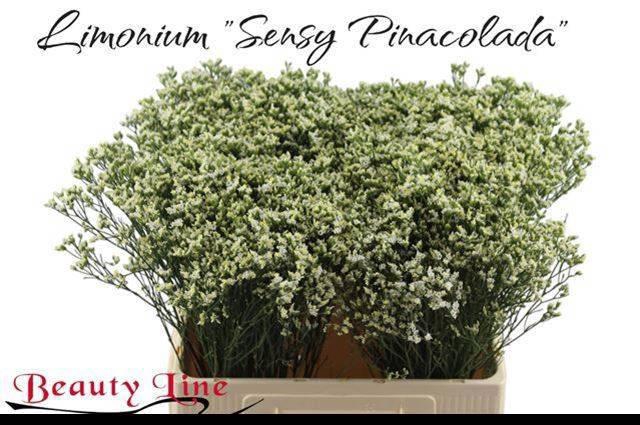 <h4>LIM SIN SEN P COLADA</h4>