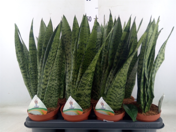 <h4>Sansevieria zeylanica</h4>