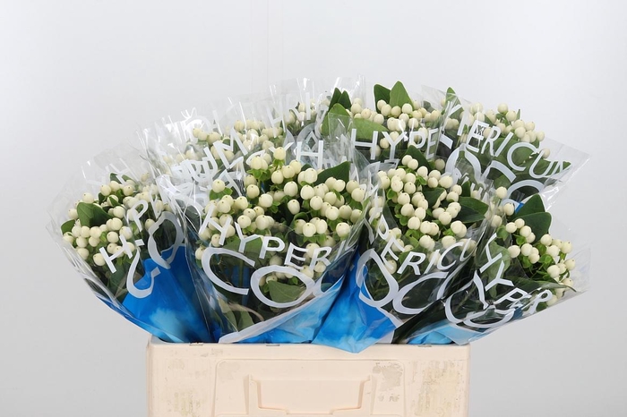 <h4>Hyp Coco Uno</h4>