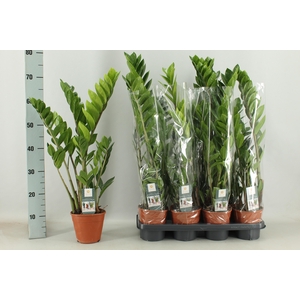 ZAMIO ZAMIIFOLIA