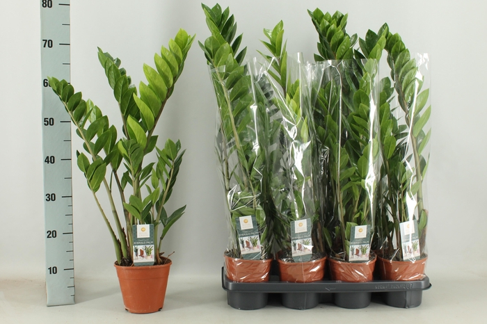 <h4>ZAMIO ZAMIIFOLIA</h4>