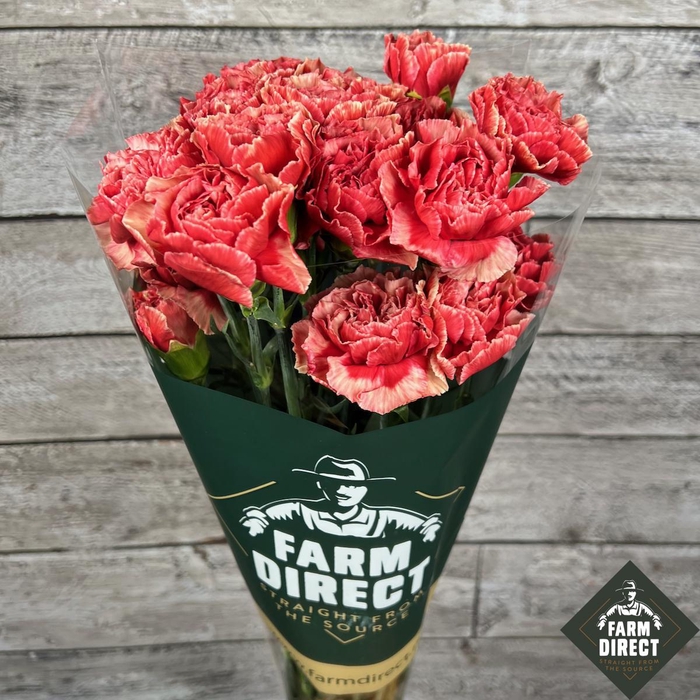 <h4>DI ST FABULOUS</h4>