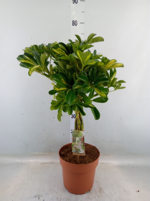 <h4>Schefflera arbor. 'Gold Capella'</h4>