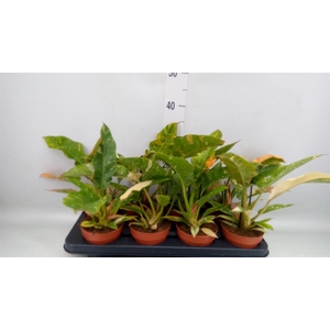 Philodendron  'Ring of Fire'
