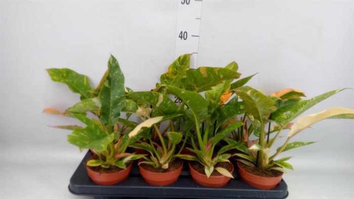 <h4>Philodendron  'Ring of Fire'</h4>