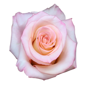 R Gr Rhoslyn Pink 50cm EC