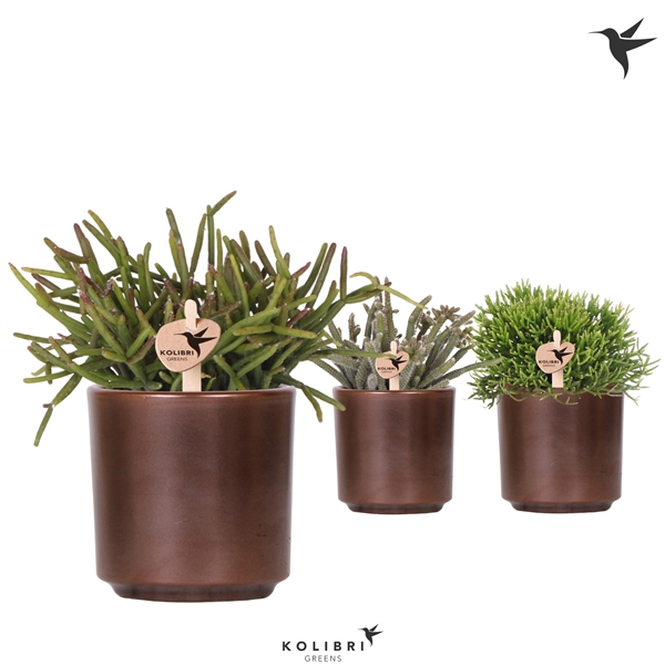 <h4>Kolibri Greens Rhipsalis mix in Simplicity pot copper</h4>