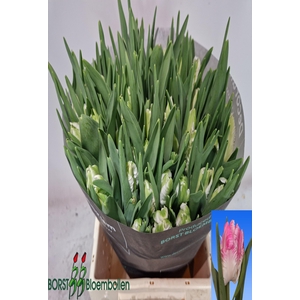Tulipa pa cabana