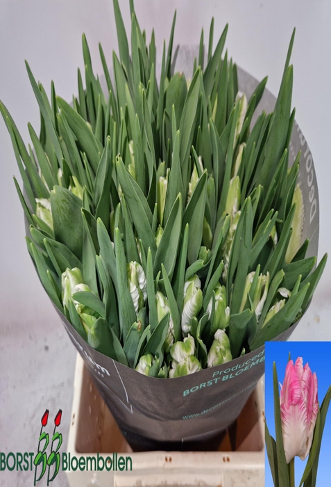 <h4>Tulipa pa cabana</h4>
