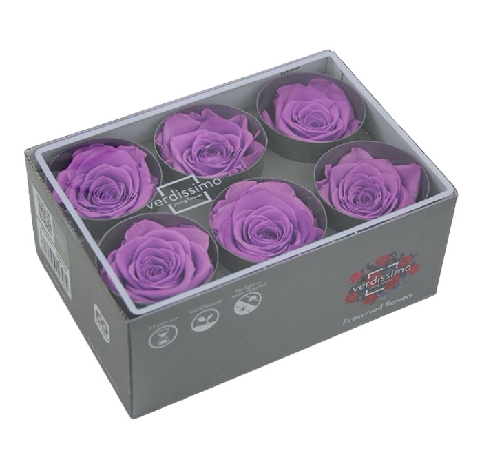 Roos standard bright lilac