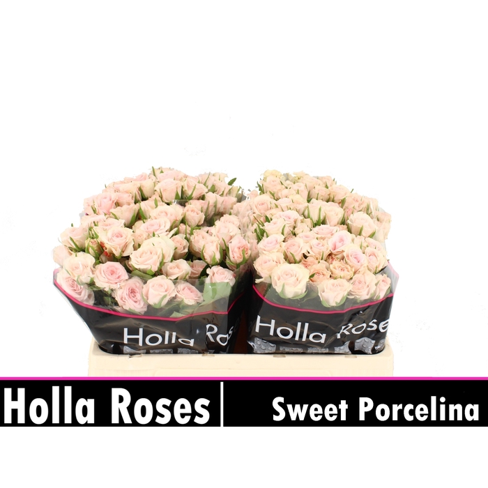 <h4>Sweet Porcelina</h4>