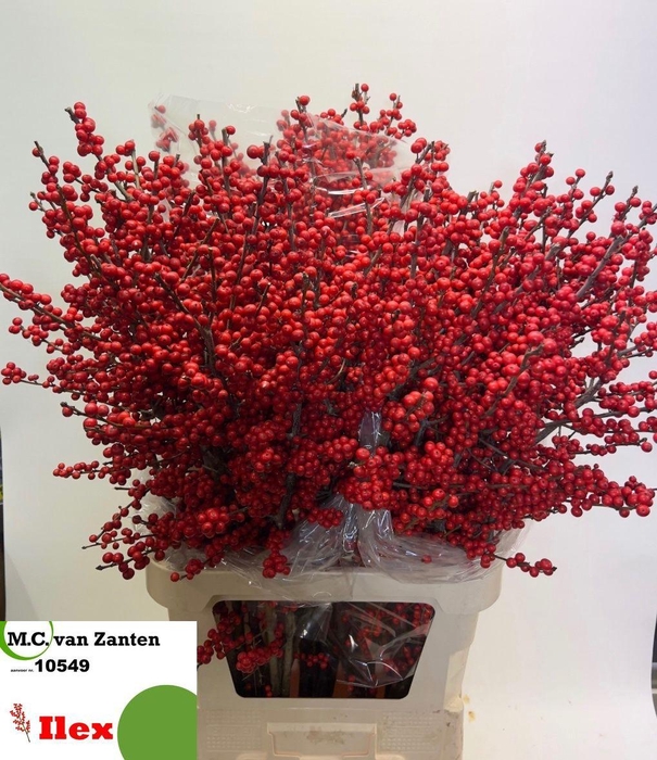 <h4>ILEX VE RODE BES</h4>