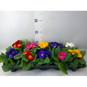 Primula ac.   ...mix