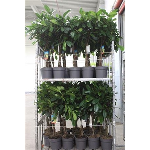 Ficus Cyathistipula Twister Stam