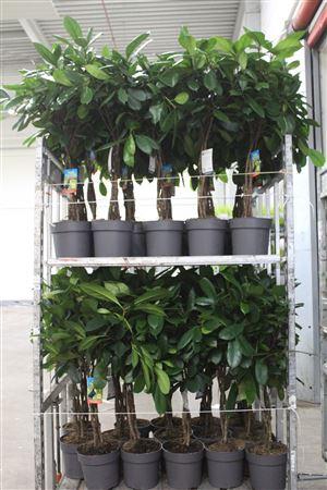 <h4>Ficus Cyathistipula Twister Stam</h4>