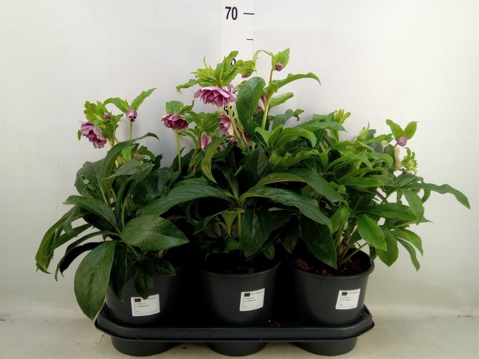 <h4>Helleborus ori.</h4>