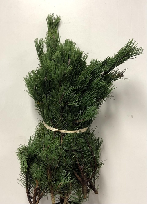 <h4>KERSTGROEN PER PAK PINUS MUSGO Pak +/- 3 Kg</h4>