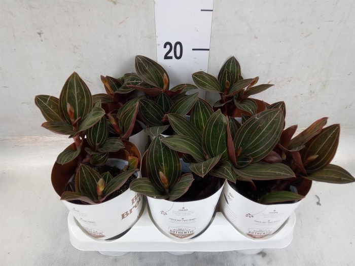 <h4>Ludisia discolor</h4>