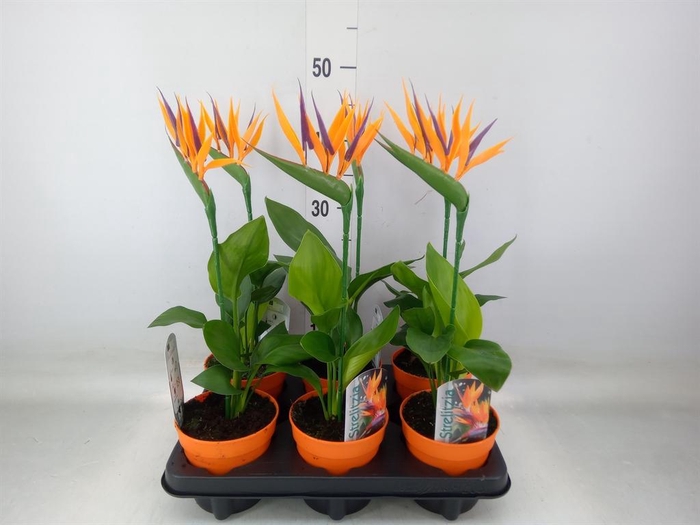 <h4>Arr.  Strelitzia L%</h4>