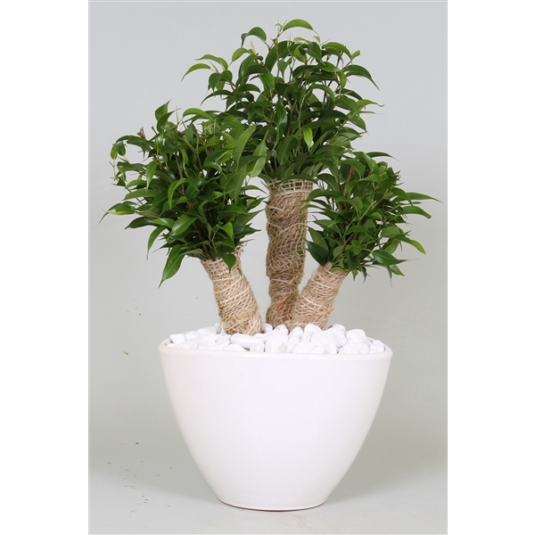 <h4>Ficus Crazy Tree in enveloppot</h4>