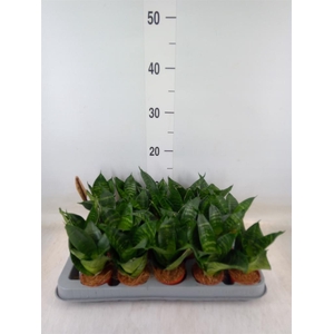 Sansevieria trifa. 'Golden Hahnii'