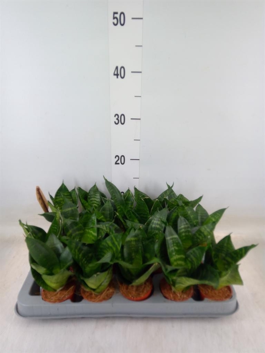 <h4>Sansevieria trifa. 'Golden Hahnii'</h4>