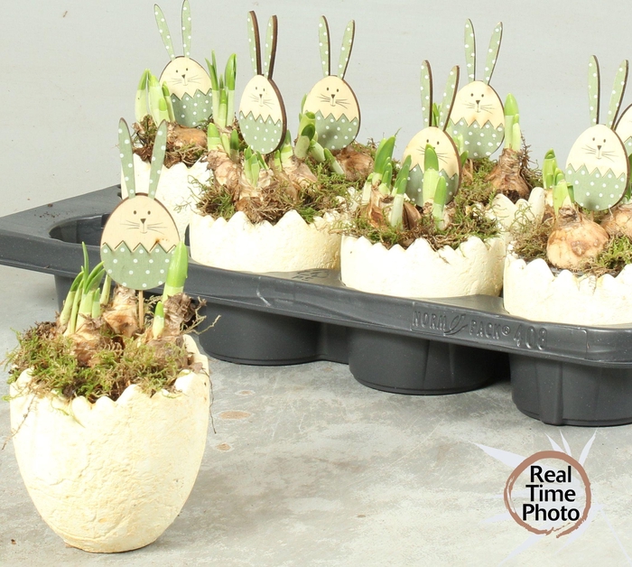 <h4>ARR NARCISSUS</h4>