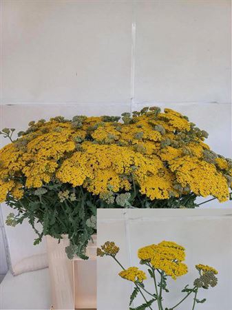 <h4>Achillea Moonshine</h4>