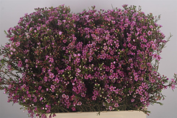 Chamelaucium Eden Purple