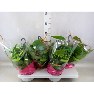 Philodendron scand.