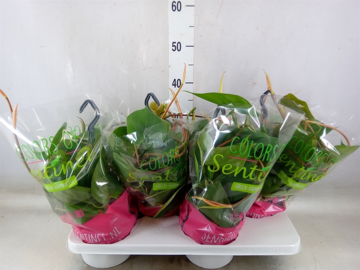 <h4>Philodendron scand.</h4>
