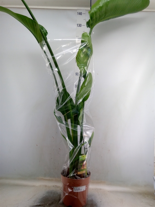 <h4>Strelitzia nicolai</h4>