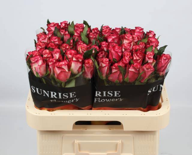 <h4>R GR SPARK CONDOR</h4>