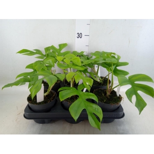 Monstera delic. 'Little Sister'