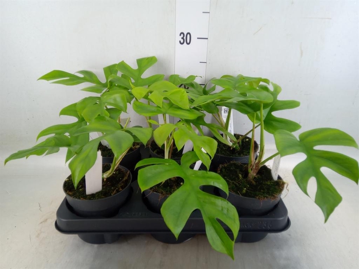 <h4>Monstera delic. 'Little Sister'</h4>