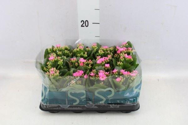 <h4>Kalanchoe blos. ..</h4>