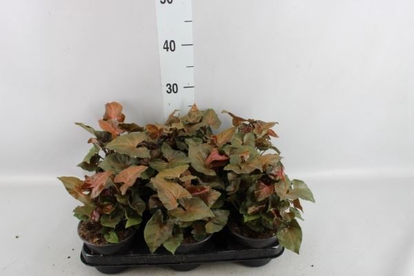 <h4>Syngonium   ...</h4>