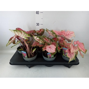 Caladium   ...mix