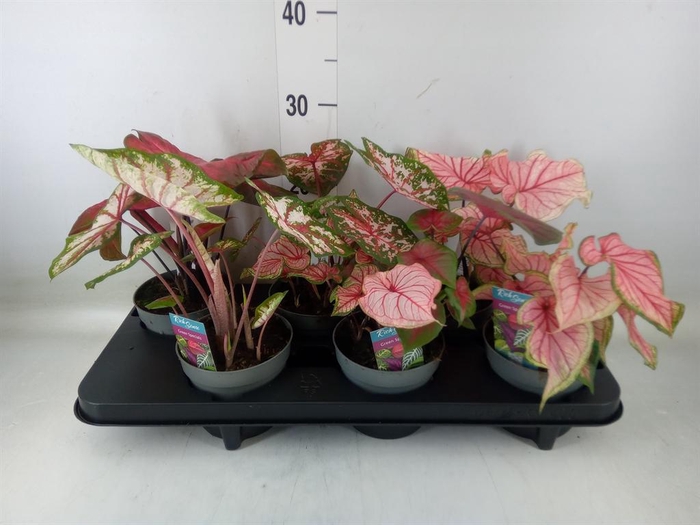 <h4>Caladium   ...mix</h4>