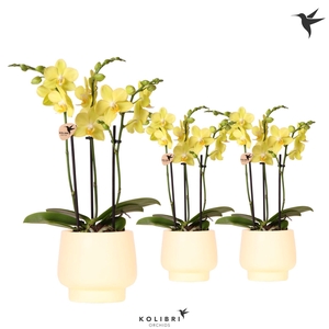 Kolibri Orchids Phalaenopsis yellow 3spike in Scandic pot yellow