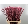 Salix Ov Klb Light Pink