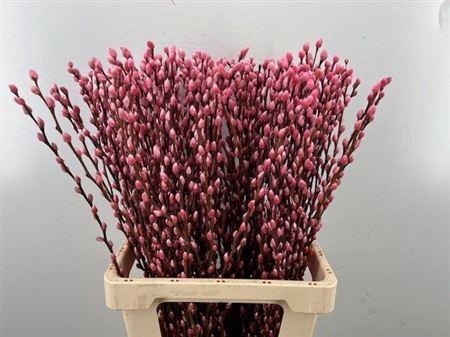 Salix Ov Klb Light Pink