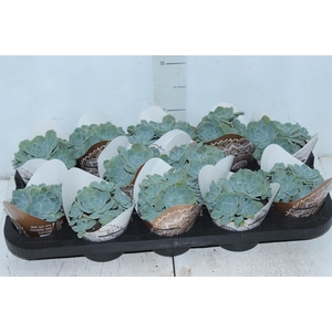 ECHEVERIA PEACOK P11