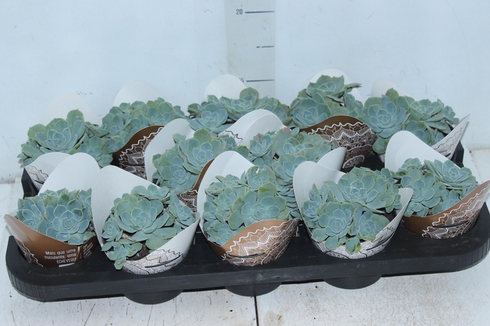 <h4>ECHEVERIA PEACOK P11</h4>