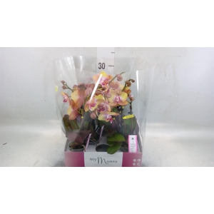 Phalaenopsis   ...rose