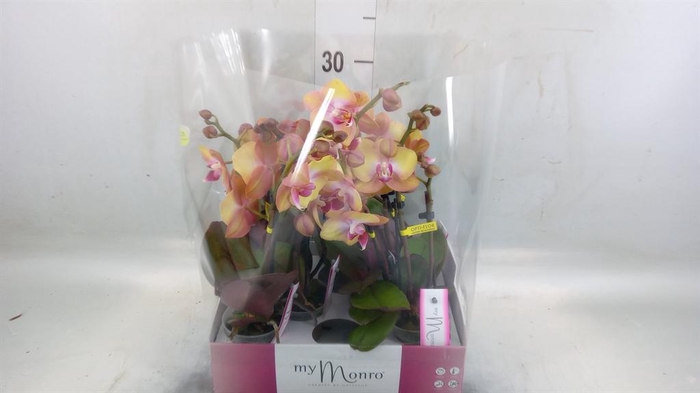 <h4>Phalaenopsis   ...rose</h4>