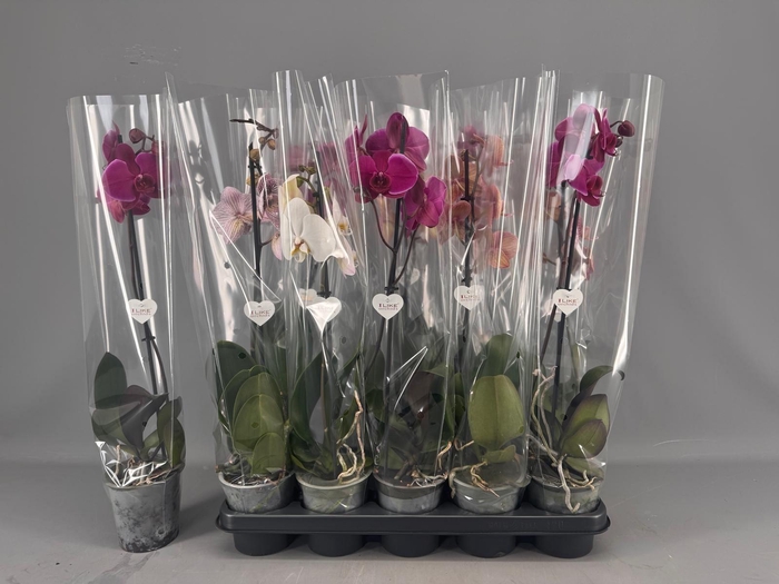 <h4>PHAL GEM 5 KL</h4>