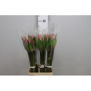 Amarcrinum