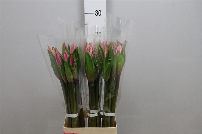 <h4>Amarcrinum</h4>